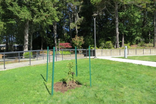 Peace Tree sapling surrounded by support stakes in grass field
